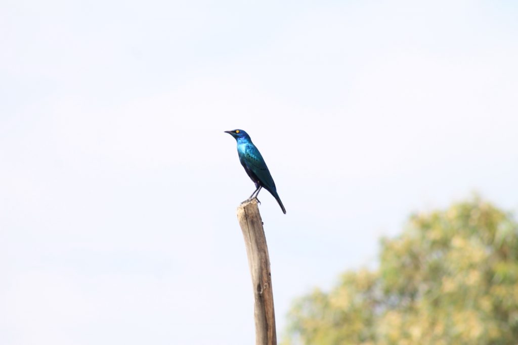 Bird Watching